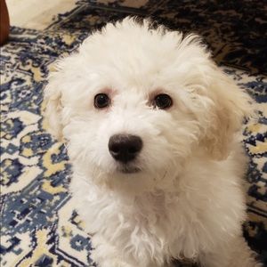 Meet your Posher, Lacey